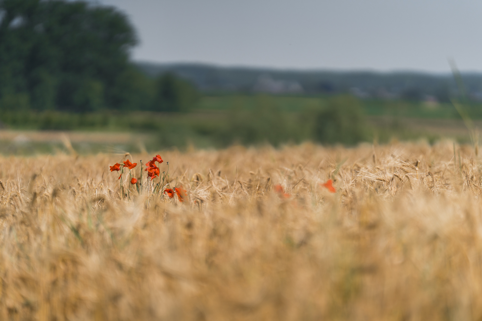 Haspengouwse graancirkels