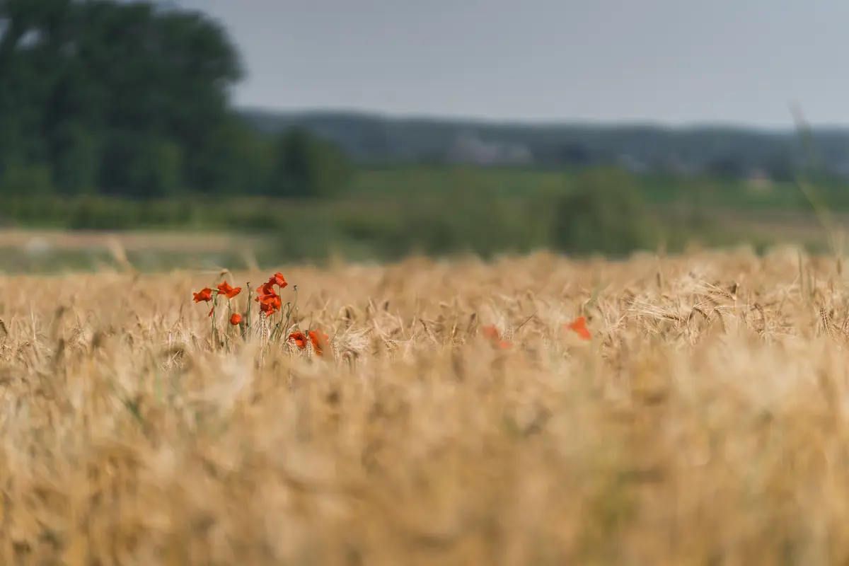 Haspengouwse graancirkels