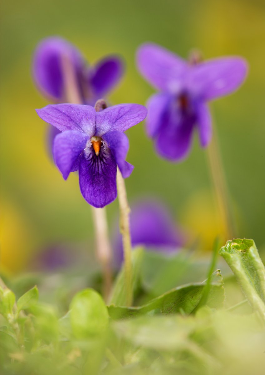 Maarts viooltje | © Vilda Photo - Jeroen Mentens
