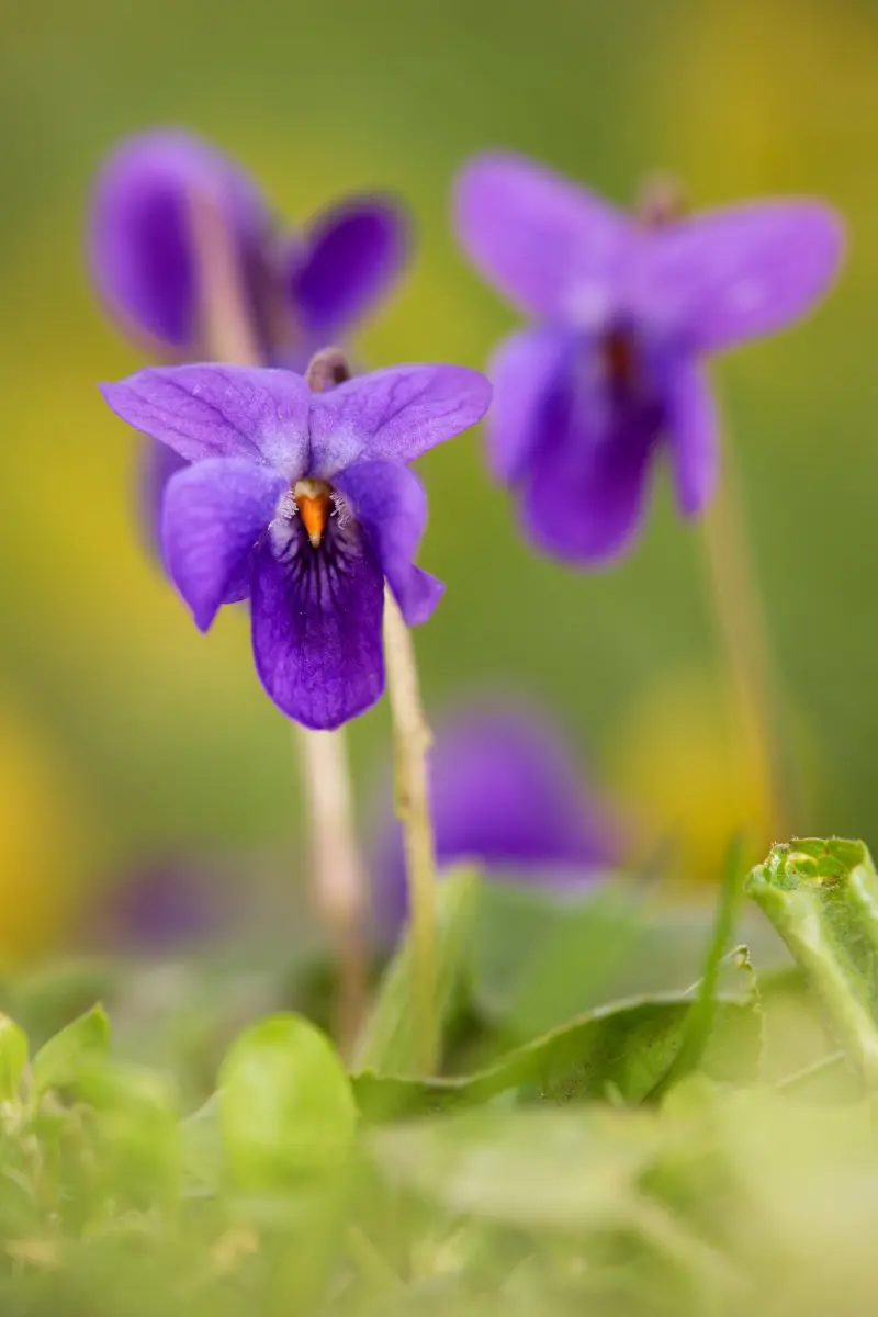 Maarts viooltje | © Vilda Photo - Jeroen Mentens