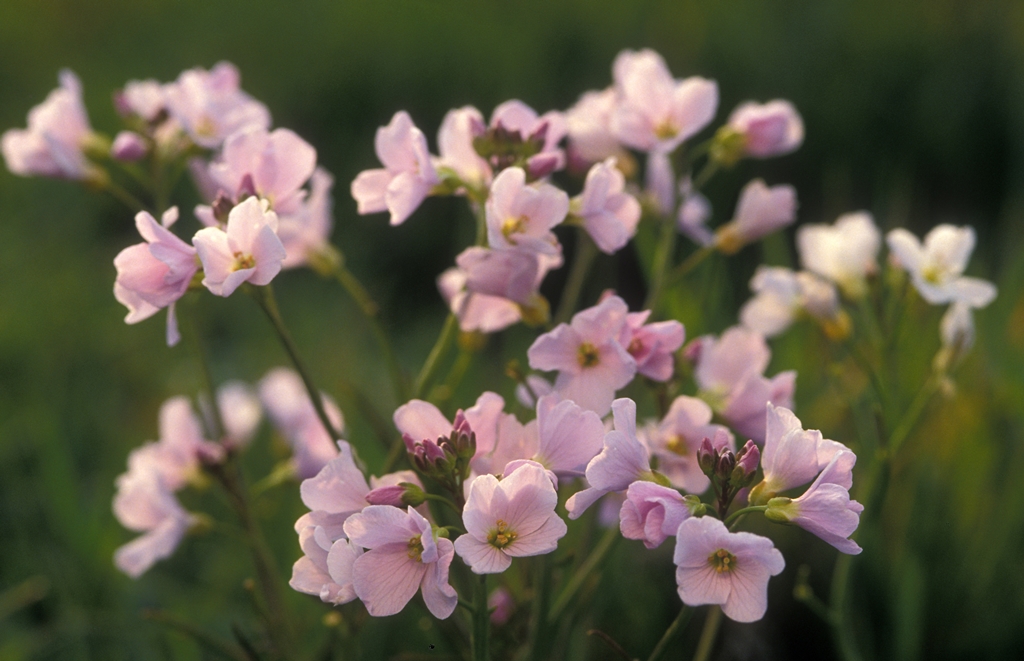 Pinksterbloem | © Vilda Photo