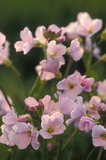 Pinksterbloem | © Vilda Photo
