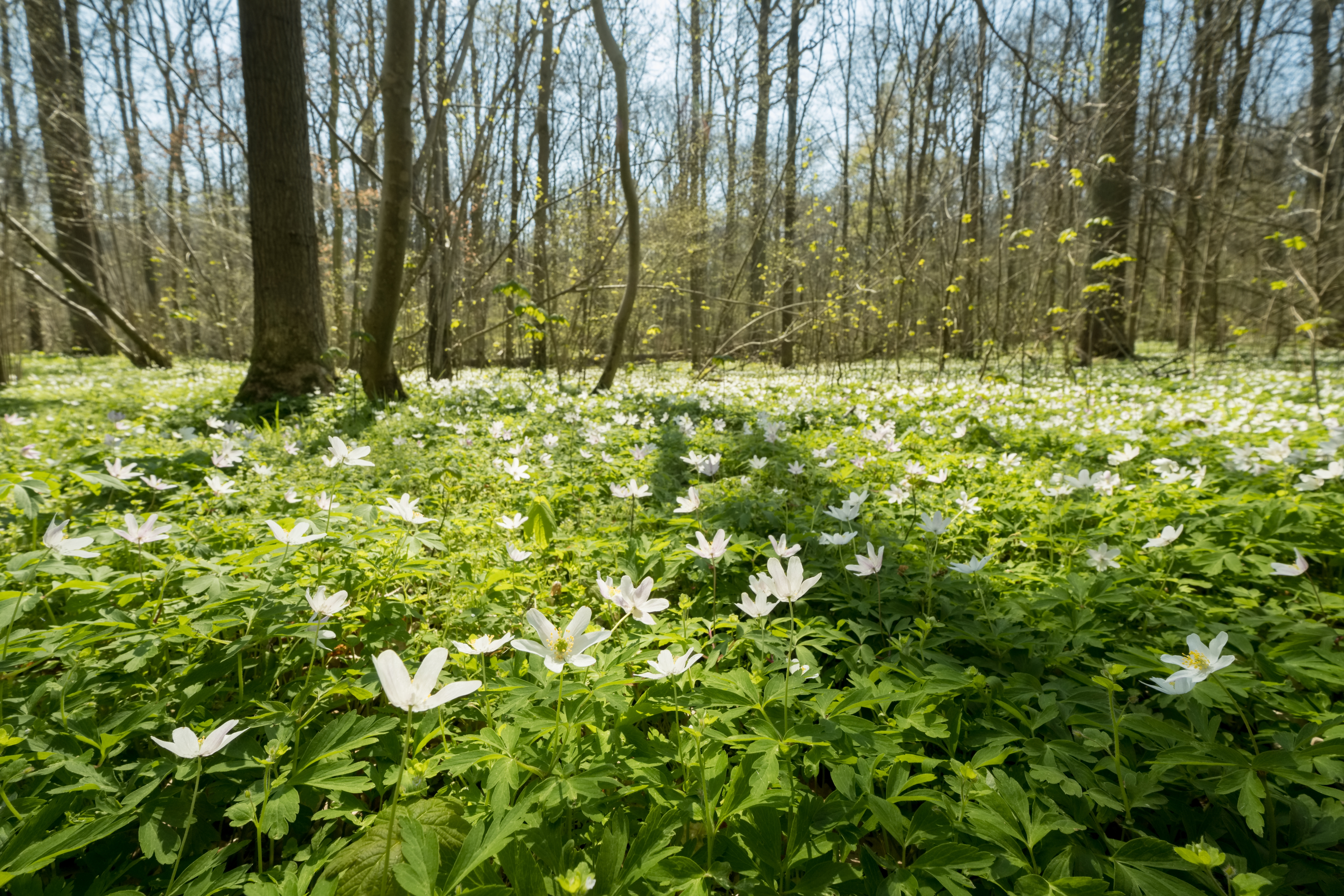 Tapijt van bosanemoon | © Vilda Photo - Jeroen Mentens